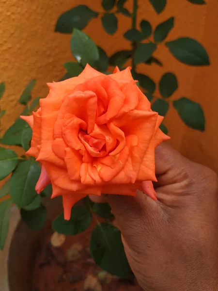 Primo Piano Una Persona Che Tiene Mano Una Rosa Arancione — Foto Stock