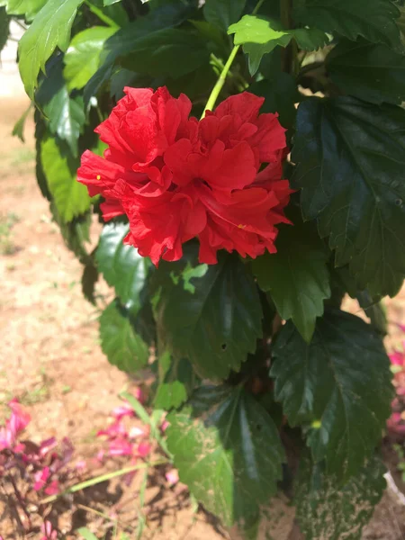 Vertical Shot Blooming Red Flowers Greenery — Stock Photo, Image