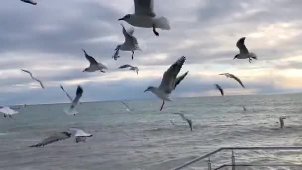 Möwe Fliegt Den Himmel — Stockvideo