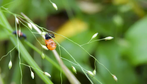 배경에 곤충을 클로즈업 — 스톡 사진