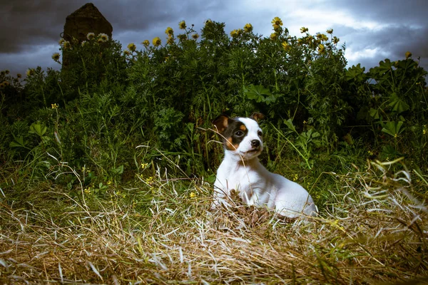 Uroczy Szczeniak Jack Russell Terrier Spoczywa Wieczorem Łące Trawiastej — Zdjęcie stockowe