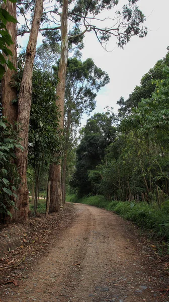 Sebuah Tembakan Vertikal Dari Jalan Hutan Pohon Eukaliptus — Stok Foto