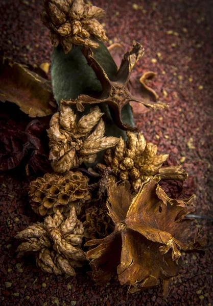Вертикальний Знімок Сушеної Рослини Потуррі Природно Ароматна Рослина Матус — стокове фото
