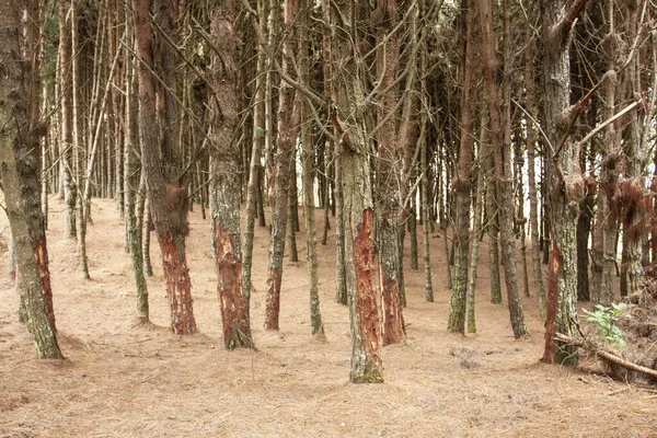 Vacker Bild Skog Med Nakna Trädstammar Senhösten — Stockfoto