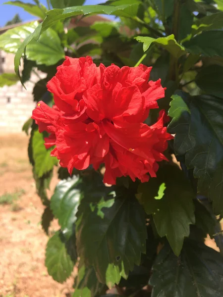 Een Verticaal Shot Van Bloeiende Rode Bloemen Het Groen — Stockfoto