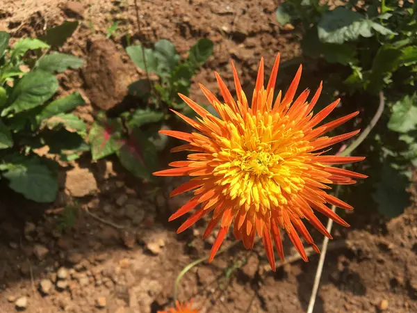 Closeup Shot Blooming Orange Flower Greenery — Stock Photo, Image