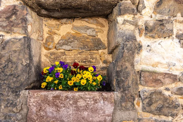 Een Close Van Mooie Kleine Bloemen Een Oude Stenen Muur — Stockfoto