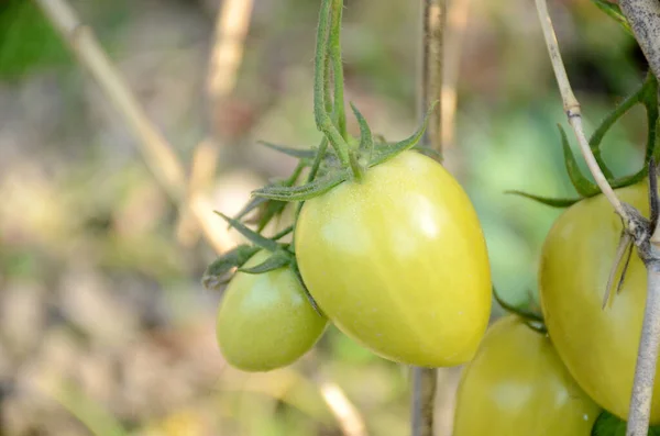 Zielone Pomidory Rosnące Ogrodzie — Zdjęcie stockowe