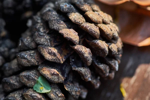 Nahaufnahme Eines Tannenzapfens — Stockfoto