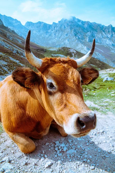 Beautiful Idyllic Alpine Landscape Brown Cow Foreground — Stock Photo, Image