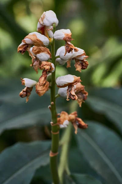 Vertical Closeup Shot Wilting Cardamom Flowers — Stock Photo, Image