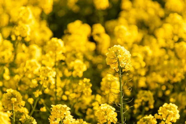 Selektivní Záběr Řepkových Květin Rozmazaném Pozadí Německu — Stock fotografie