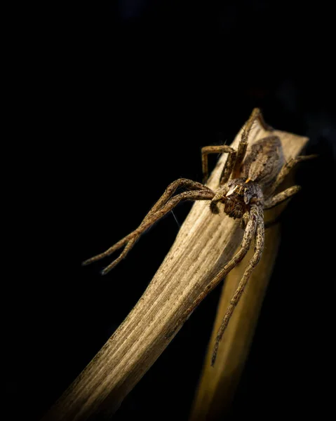 暗い背景に植物の上の小さなクモ汚れた表面 — ストック写真