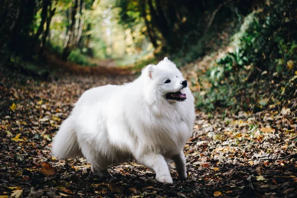 Zbliżenie Portret Zabawnego Białego Puszystego Samoyed Psa Biegającego Zewnątrz Jesiennym — Zdjęcie stockowe