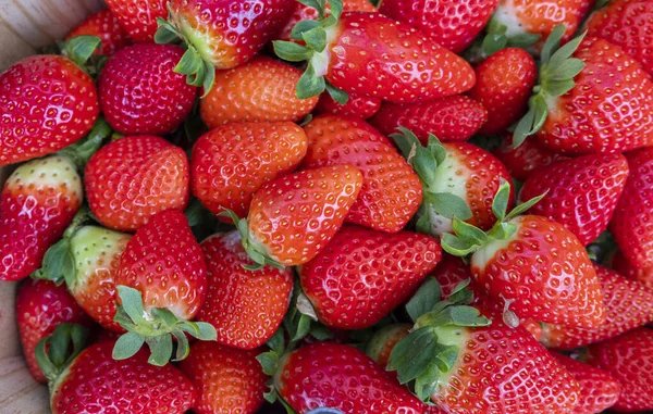 Primer Plano Fresas Frescas — Foto de Stock