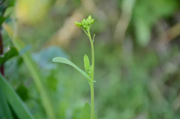 Blommande Senapsväxt Trädgård — Stockfoto