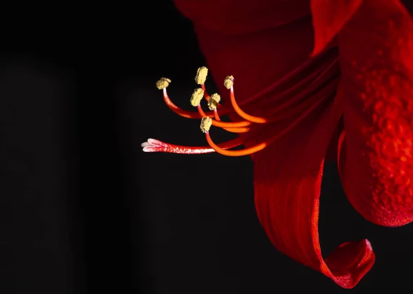 Eine Nahaufnahme Von Roten Amaryllis Isoliert Auf Schwarzem Hintergrund — Stockfoto