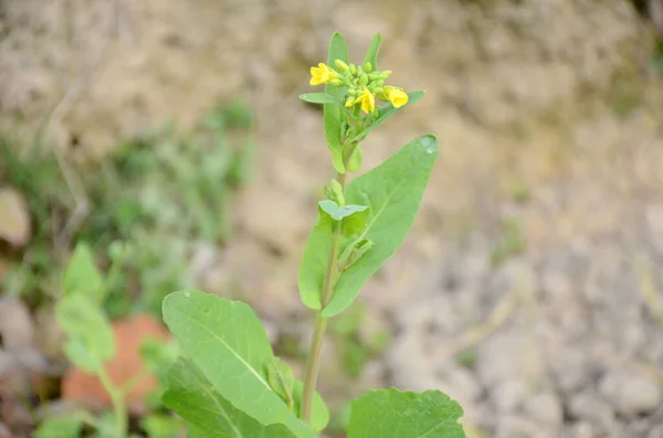 自然環境の中の黄色のマスタード植物 — ストック写真