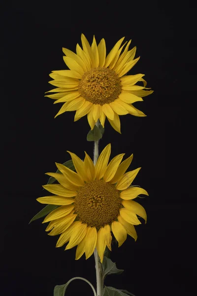 Eine Vertikale Aufnahme Von Zwei Sonnenblumen Isoliert Auf Schwarzem Hintergrund — Stockfoto