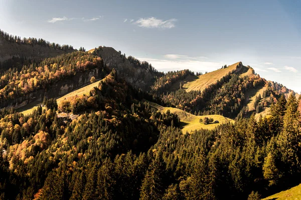 Une Forêt Automnale Sur Les Collines — Photo