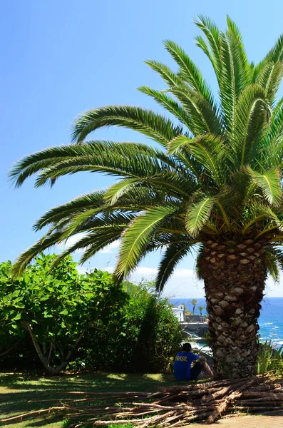 Vertical Shot Male Sitting Beautiful Palm Tree Background Blue Sea — Stock Photo, Image