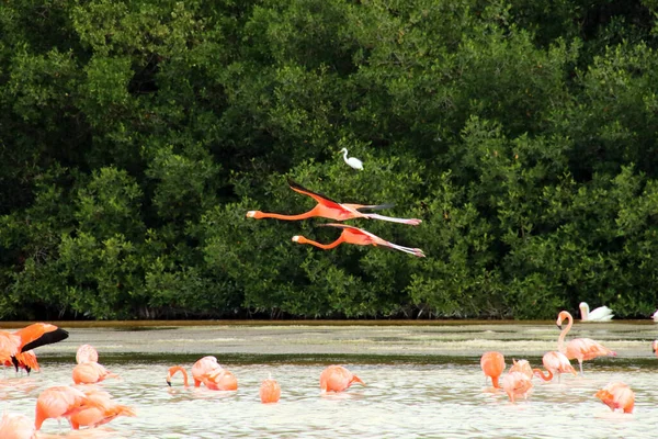 Grupa Pięknych Różowych Flamingów Wodzie Locie — Zdjęcie stockowe