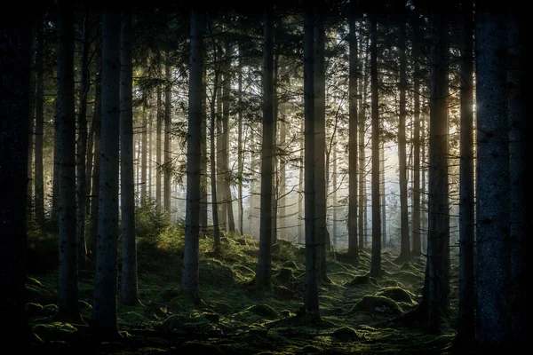 Magnifique Lever Soleil Dans Une Forêt Verdoyante — Photo