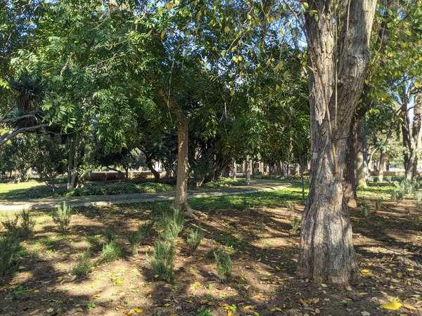 Path Trees Small Park Sunny Day — Stock Photo, Image