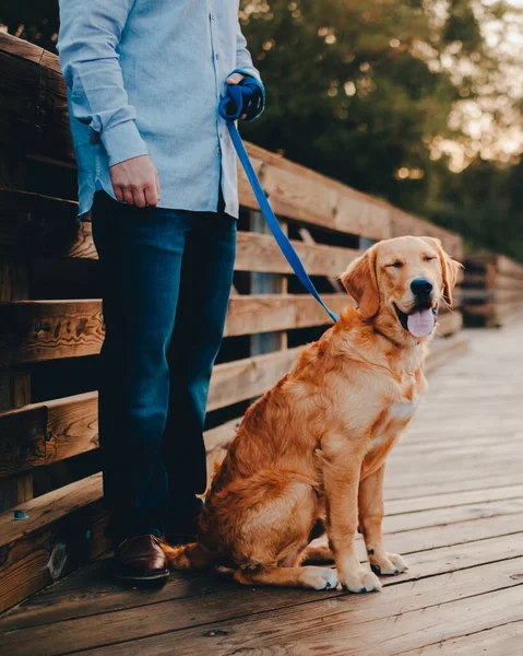 Vertikal Bild Person Som Går Söt Brun Labrador Retriever — Stockfoto