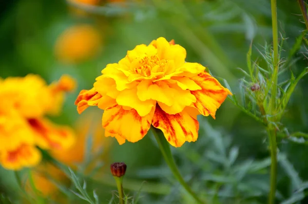 Bahçedeki Güzel Kadife Çiçekleri — Stok fotoğraf