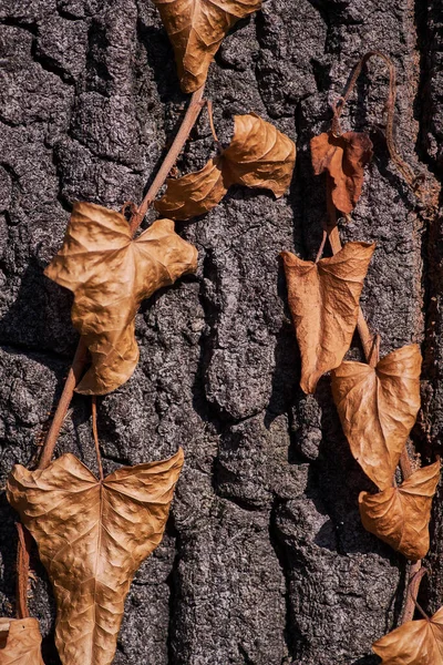 Eine Vertikale Nahaufnahme Von Getrockneten Blättern Auf Rinde — Stockfoto