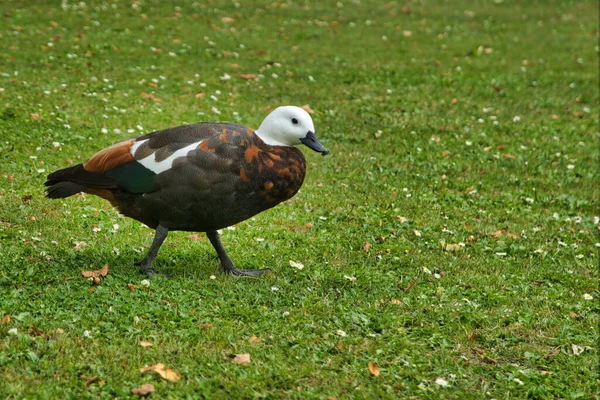 Egy Fekete Női Paradicsom Shelduck Botanikus Kertek Christchurch — Stock Fotó