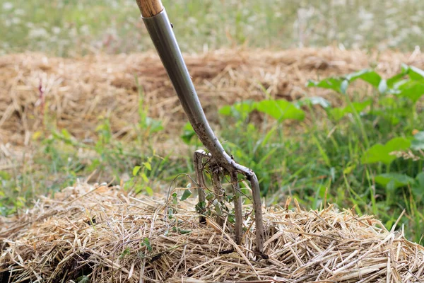 Primer Plano Una Horquilla Atascada Una Pila Heno — Foto de Stock