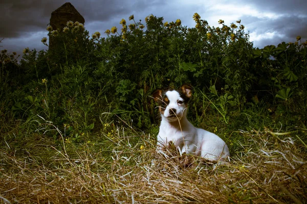 Uroczy Szczeniak Jack Russell Terrier Spoczywa Wieczorem Łące Trawiastej — Zdjęcie stockowe