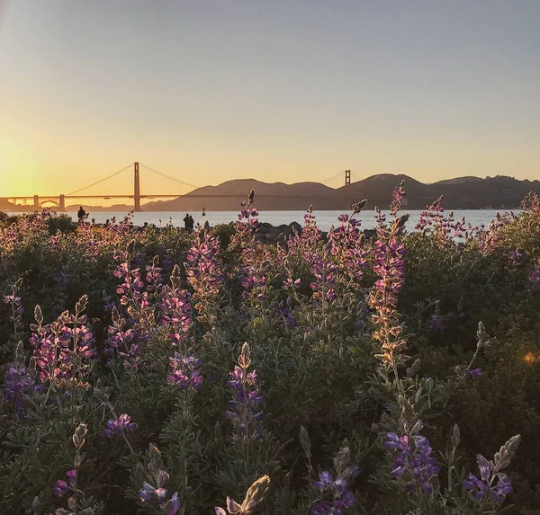 Tiro Seletivo Foco Das Flores Florescendo Selvagens Com Ponte Dourada — Fotografia de Stock