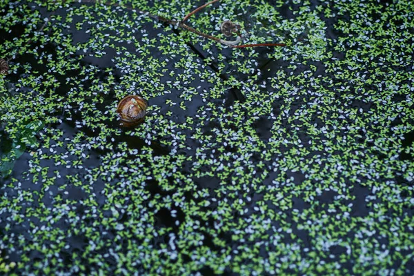 Plan Rapproché Escargot Feuilles Asclépiade Dans Eau — Photo