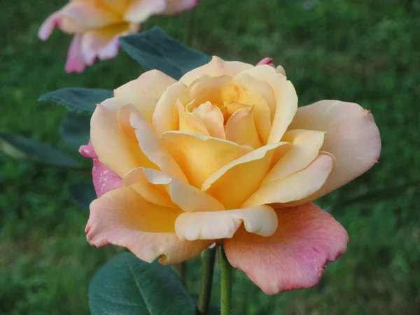 Primo Piano Una Bella Rosa Gialla Nel Parco Petrin Praga — Foto Stock