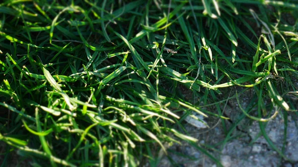 Ein Selektiver Fokusschuss Von Gras — Stockfoto