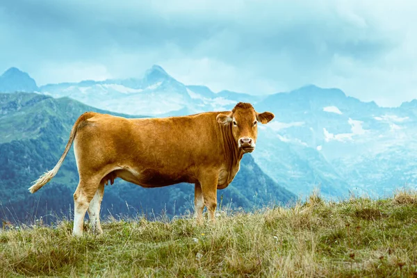 Beautiful Idyllic Alpine Landscape Cow — Stock Photo, Image