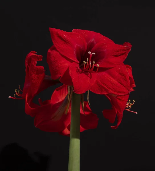 Bouquet Amaryllis Rouge Isolé Sur Fond Noir — Photo
