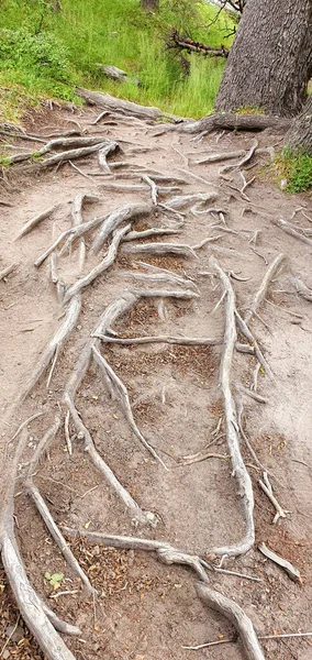 Een Prachtig Uitzicht Wortels Van Bomen Grond — Stockfoto