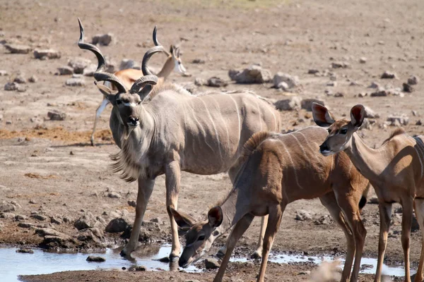 Kudu Bull Les Jeunes Point Eau Namibie Parc National Etosha — Photo