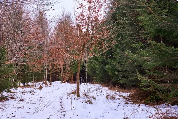 Path Evergreen Forest Fresh Snowfall — стоковое фото