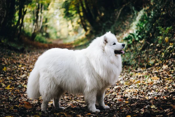 Egy Közeli Portré Egy Játékos Fehér Bolyhos Samoyed Kutya Áll — Stock Fotó