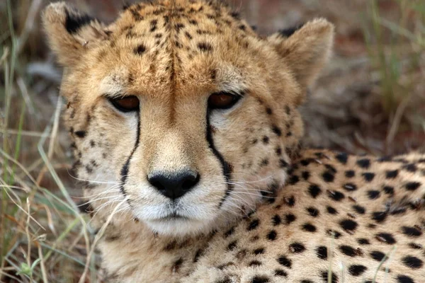 Geparden Aus Nächster Nähe Bei Einer Pirschfahrt Namibia — Stockfoto