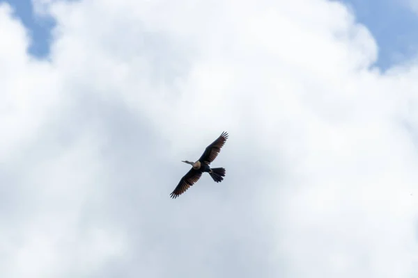 Una Foto Bajo Ángulo Águila Negra Volando Cielo Nublado Concepto — Foto de Stock