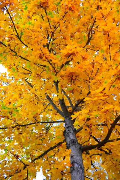 Ein Vertikaler Schuss Gelber Ahornblätter Herbst — Stockfoto