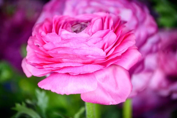 Selective Focus Shot Beautiful Pink Rose Blooming Garden — Stock Photo, Image