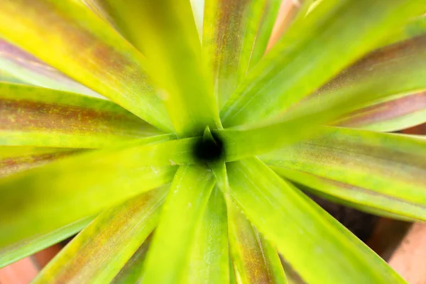 Närbild Gröna Bladen Växt Kruka — Stockfoto