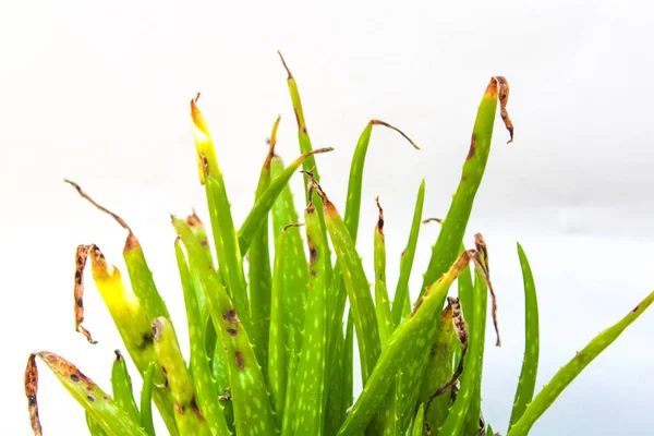 Primer Plano Hojas Aloe Puntiagudas Con Bordes Secos Sobre Fondo —  Fotos de Stock